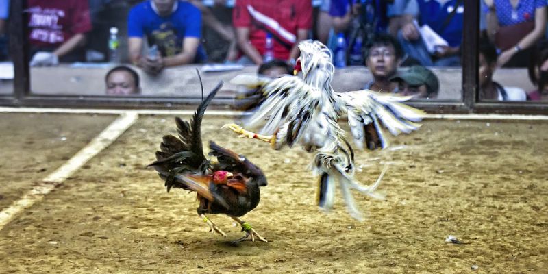 Thời gian tham gia đá gà linh hoạt