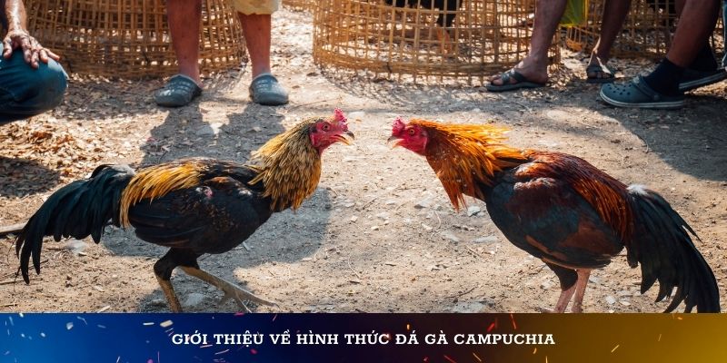 Giới thiệu về hình thức đá gà Campuchia