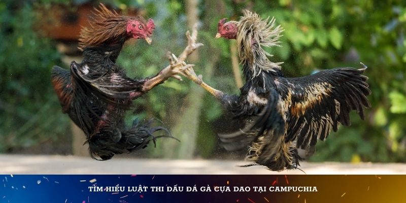 Tìm hiểu luật thi đấu đá gà cựa dao tại Campuchia